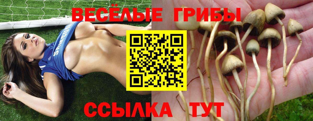 Галлюциногенные грибы прущие грибы Губкин